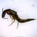 Image of Quedius (Microsaurus) peregrinus (Gravenhorst 1806)