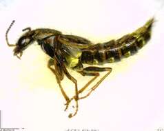 Image of Gold-and-brown Rove Beetle