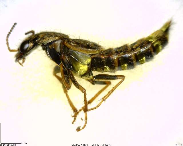 Image of Gold-and-brown Rove Beetle