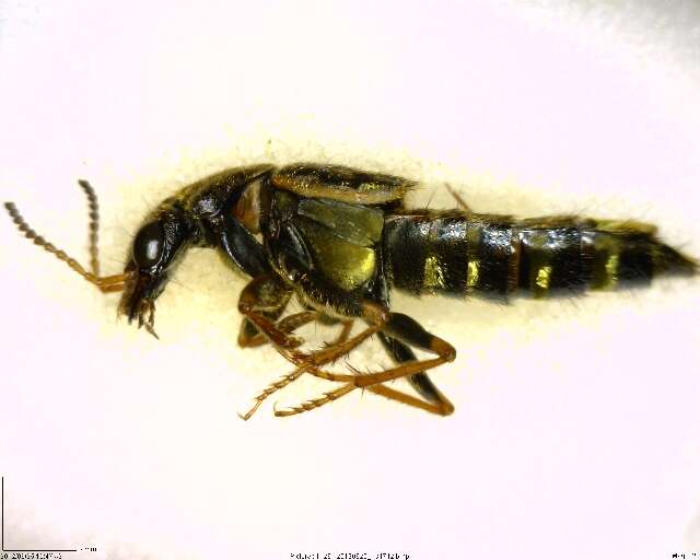 Image of Gold-and-brown Rove Beetle