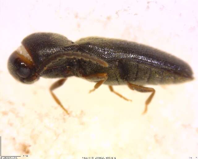 Image of false click beetles