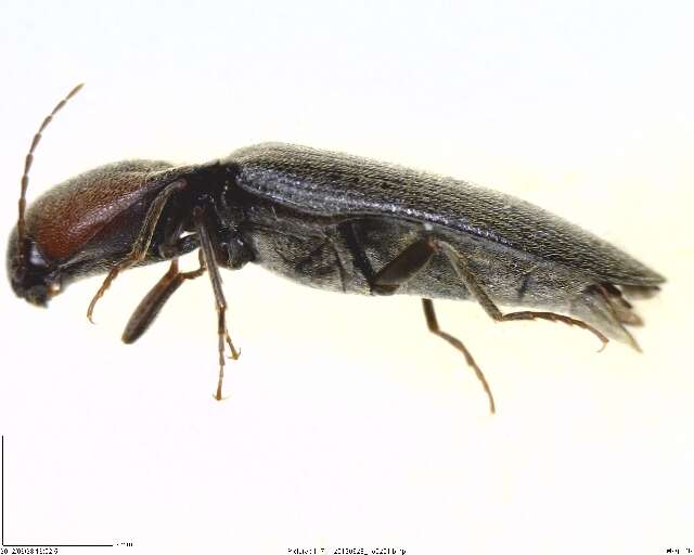 Image of <i>Agriotes fucosus</i>