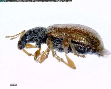 Image of Brown Leaf Weevil