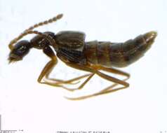 Image of Myrmecocephalus gatineauensis Hoebeke 1985