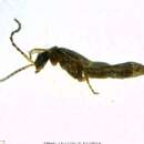 Image of <i>Malthodes fragilis</i>