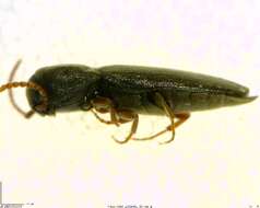 Image of false click beetles