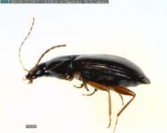 Sivun Agonum (Europhilus) retractum Le Conte 1846 kuva