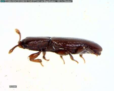 Image of cerylonid beetles