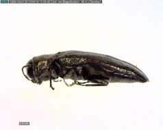 Image of Metallic Wood Boring Beetles