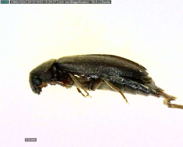 Image of Scotochroa basalis