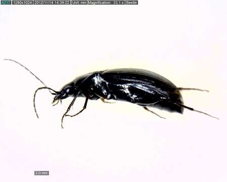 Imagem de Agonum (Olisares) trigeminum Lindroth 1954