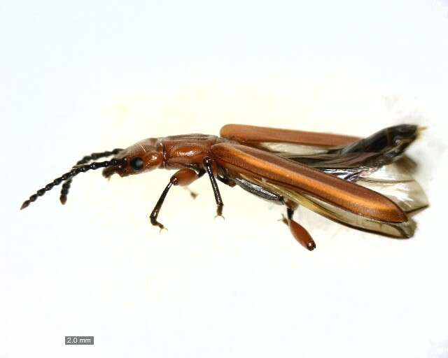 Image of Red Flat Bark Beetle