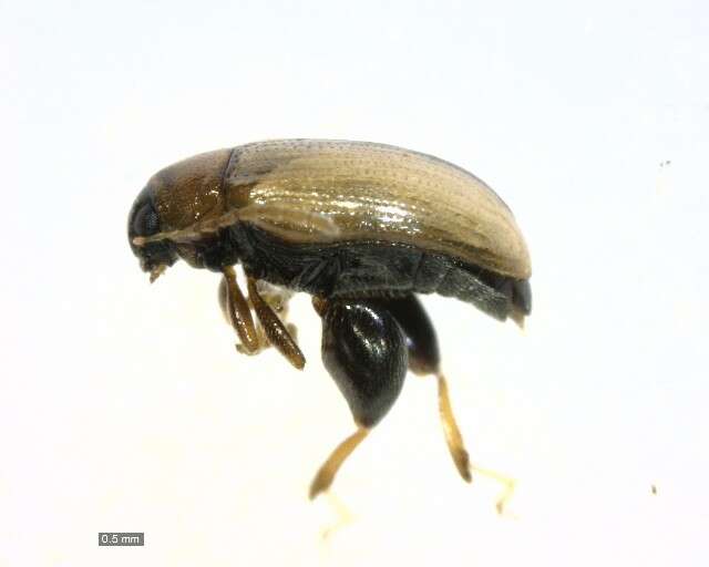 Image of Potato flea beetle