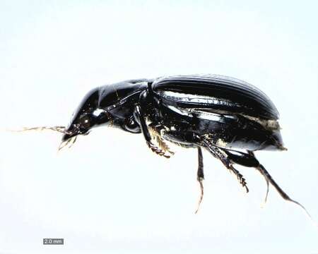 Image of Harpalus (Harpalus) laticeps Le Conte 1850