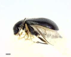 Image of <i>Hypebaeus apicalis</i>