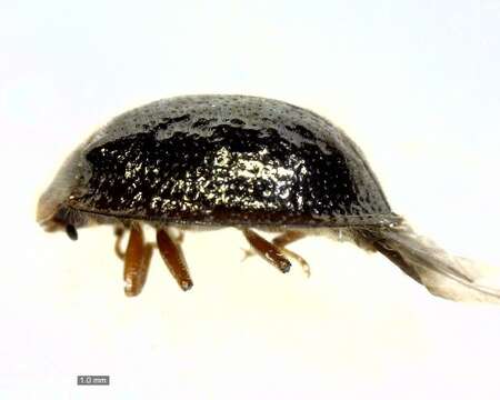 Image of <i>Thymalus marginicollis</i>