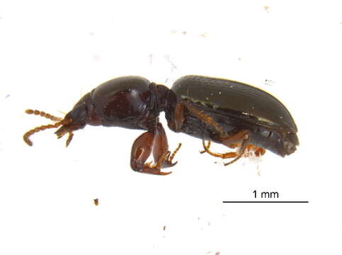 Слика од Dyschirius (Dyschiriodes) globulosus (Say 1823)