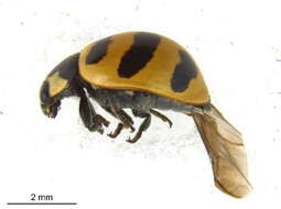 Image of Three-banded Lady Beetle