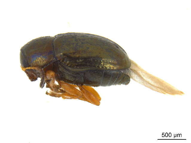 Image of Bronze leaf beetle