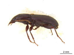 Image of Gastrellarius honestus (Say 1823)