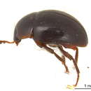 Image of Anisotoma obsoleta (Horn 1880)