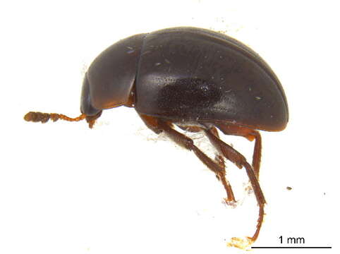 Image of Anisotoma obsoleta (Horn 1880)