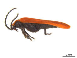 Image of net-winged beetles