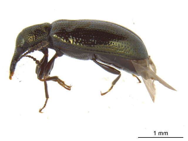 Image of narrow-waisted bark beetles