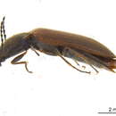 Image of <i>Liotrichus falsificus</i>