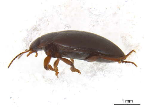Image of predaceous diving beetles