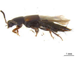 Image of Tachinus (Tachinus) luridus Erichson 1840