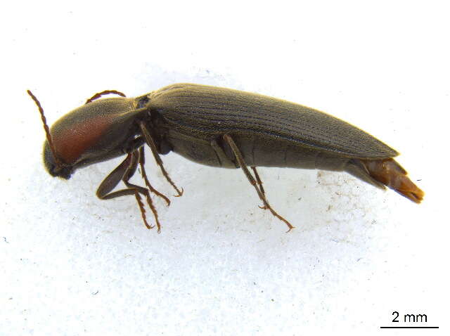 Image of <i>Agriotes fucosus</i>