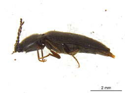 صورة <i>Ampedus miniipennis</i>