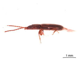 Image of Laemophloeus biguttatus (Say 1827)