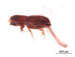 Image of Bark beetle