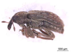 Image of Weevil