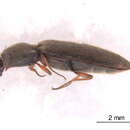 Image of Troublesome Click Beetle