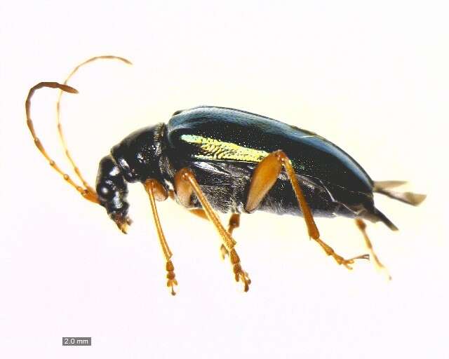 صورة Gaurotes cyanipennis (Say 1824)