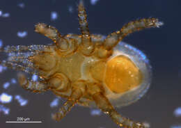 Image of Mite