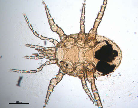 Image of Mite