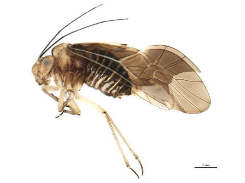 Image de Cerastipsocus