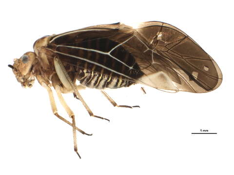 Image de Cerastipsocus