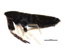 Image of Lepidocyrtus (Lepidocyrtus) paradoxus Uzel 1890