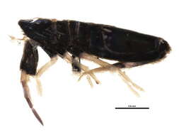 Image of Lepidocyrtus (Lepidocyrtus) paradoxus Uzel 1890