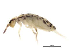 Image of Springtail