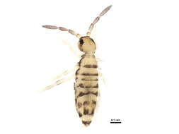 Image of Springtail