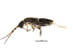 Imagem de Orchesella