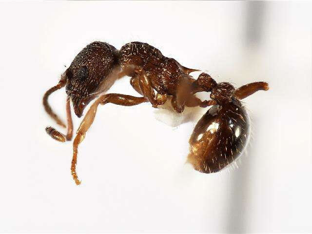 Image of Myrmica lobifrons Pergande 1900