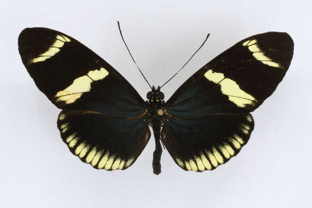 Image of Heliconius