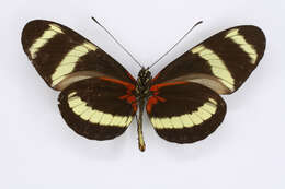 Image of Heliconius